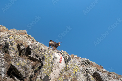 Obraz na płótnie Chamois, meeting on a high-mountain tourist trail. High Tatras.
w salonie
