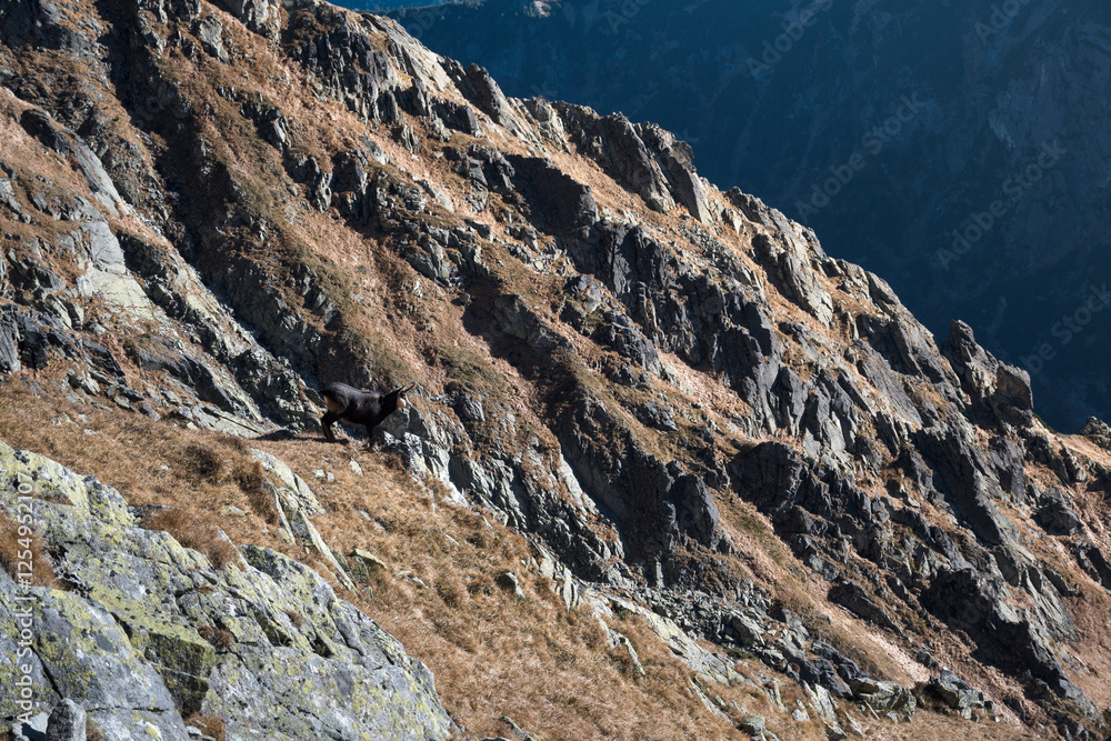 Chamois, meeting on a high-mountain tourist trail. High Tatras.