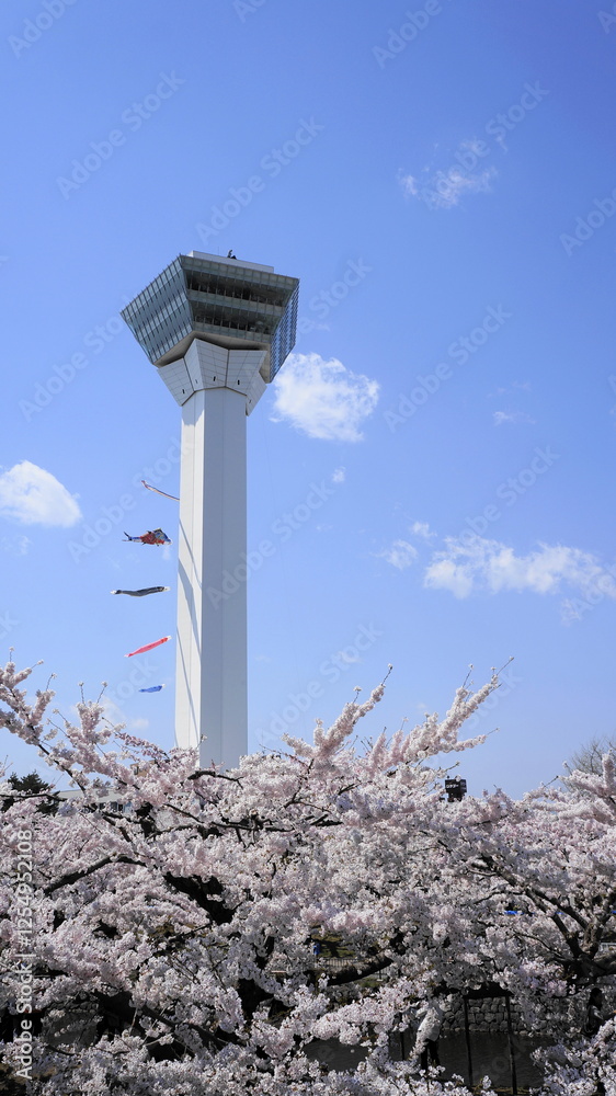春の北海道函館市五稜郭公園、満開の桜と晴天の空、五稜郭タワーにかかる鯉のぼり、