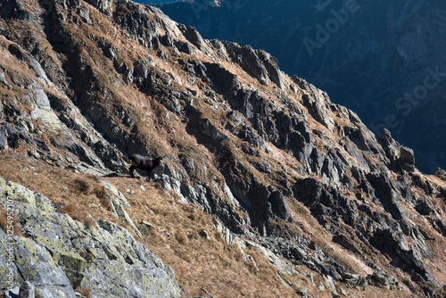 Obraz na płótnie Chamois, meeting on a high-mountain tourist trail. High Tatras.
w salonie