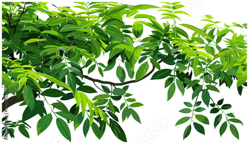 Isolated rainforest greenery, vector illustration, tree branches and leaves, transparent background, jungle plants, tropical nature elements, lush forest vegetation, exotic flora