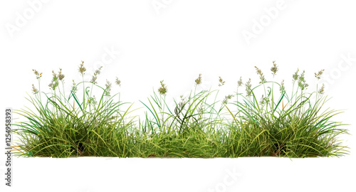 Meadow grass vector illustration, prairie row, cutout transparent background, png file, nature landscape, green grass, field, summer, wildflowers, eco-friendly, farming