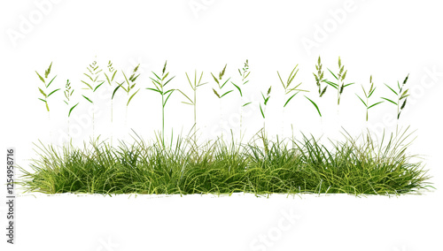 Vector illustration of meadow, prairie row, grass cutout, transparent png, green nature, summer field, wildflowers, eco-friendly farming, natural landscape, outdoor greenery