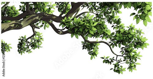 Natural tree leaves branches, vector illustration, transparent background, green leaves, tree foliage, outdoor nature, environmental, isolated plant, botanical elements