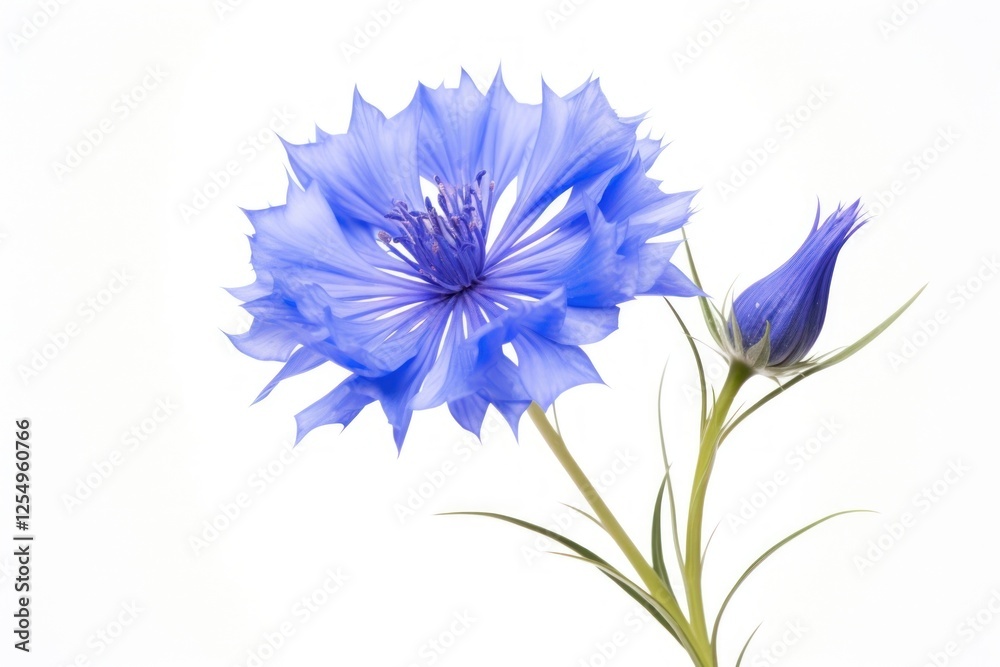 Obraz premium Cornflower blossom petal plant.