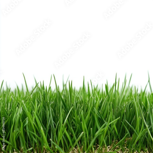 Lush green grass border, isolated, nature background, website design