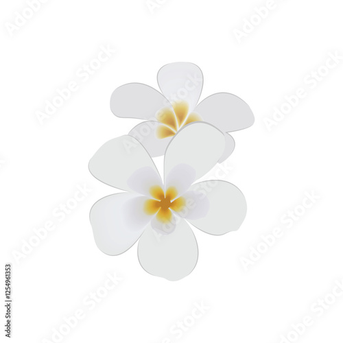 White color plumeria flower