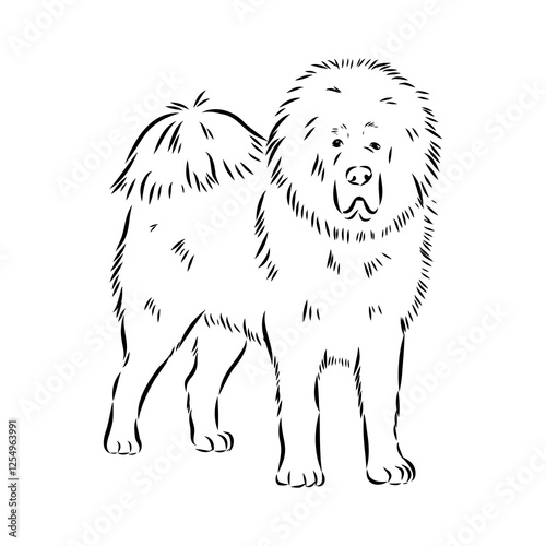 Tibetan Mastiff dog hand drawn sketch. Rare purebred dog illustration.