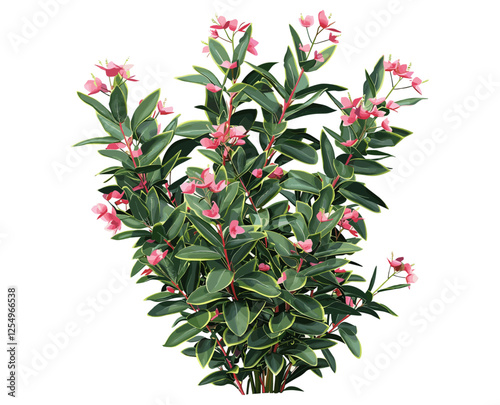 Ornamental shrub flowery plants cutout backgrounds png, vector illustration, garden plants, decorative shrubs, nature cutout, flower background, transparent foliage, floral design