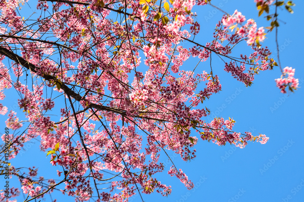 Pink Cherry Blossom at Doi Suthep - Pui National Park, Chiangmai Northern Thailand. Pink Cherry Blossom at Doi Suthep - Pui National Park, Chiangmai Northern Thailand.