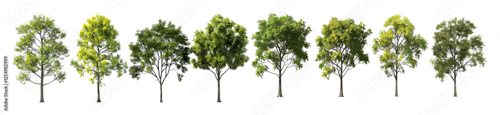Vector illustration of single large trees, cut-out shapes, PNG backgrounds, silhouette trees, nature illustration, isolated tree designs, nature graphics, forest trees Vector illustration of single large trees, cut-out shapes, PNG backgrounds, silhouette trees, nature illustration, isolated tree designs, nature graphics, forest trees