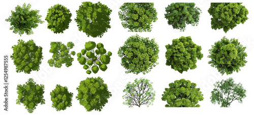 Jungle trees shapes collection, vector illustration top view, tropical forest, nature elements, eco-friendly design, wild plants, foliage silhouettes, nature-inspired