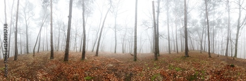 Canvas Print Beautiful pine forest at foggy sunrise. Tree trunks and cold mist