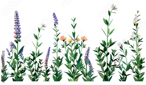 Blooming wildflowers vector illustration, plants nature, floral vector art, botanical flowers, countryside plants, wild nature, spring blossom, outdoor bloom