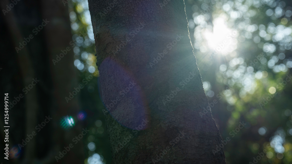 Tree trunk is illuminated by the sun, casting a shadow on the ground. The sunlight creates a warm, inviting atmosphere