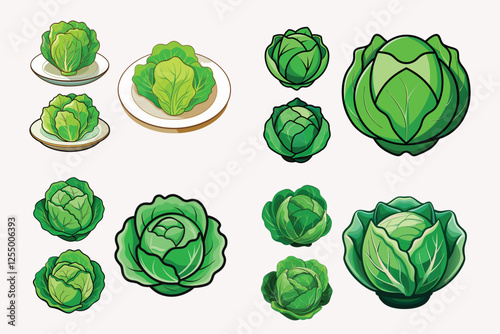 Cabbage vector illustration isolated on white background.