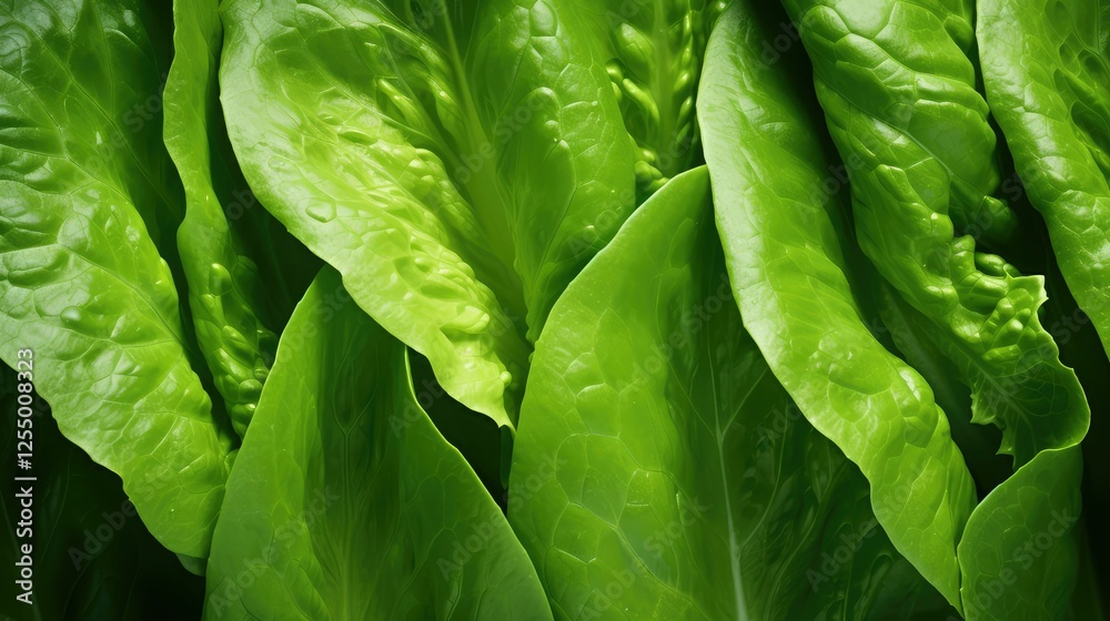 Fototapeta premium romaine vegetable leaf