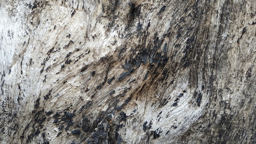 The texture of the tree wood, wooden rough and uneven surface