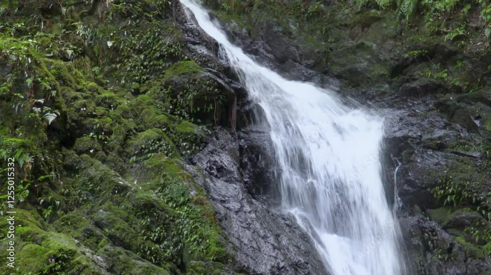 奄美大島, 世界自然遺産, 滝, 森