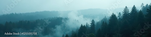 Dense fir forest shrouded in misty foggy atmosphere, misty, fir