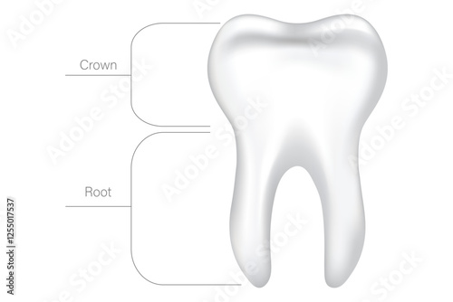 Vector illustration tooth anatomy with description. Concept of studying human from scientific point of view. Element for your design