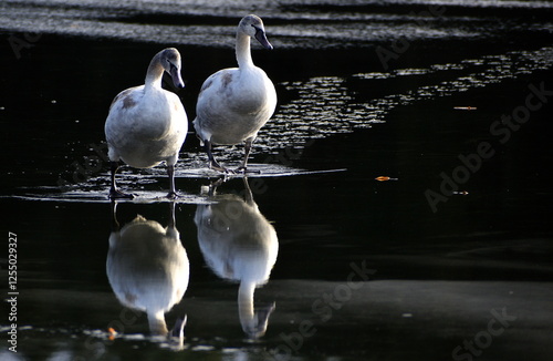 Fototapeta Naklejka Na Ścianę i Meble -  Swans at the ice