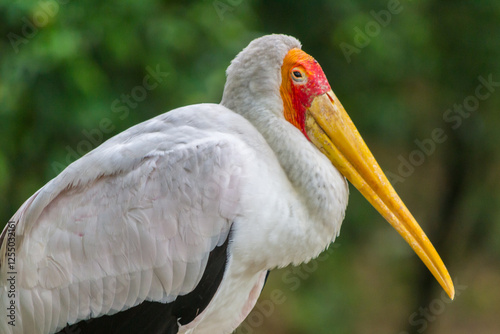 A close-up of a yellow-billed stork with a vibrant red face and long yellow beak photo