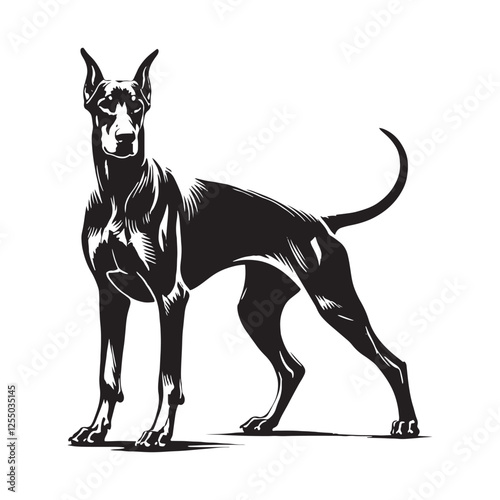 Sleek Doberman Pinscher silhouette featuring a powerful stance - Doberman Pinscher illustration - minimal Doberman Pinscher vector - dog silhouette
