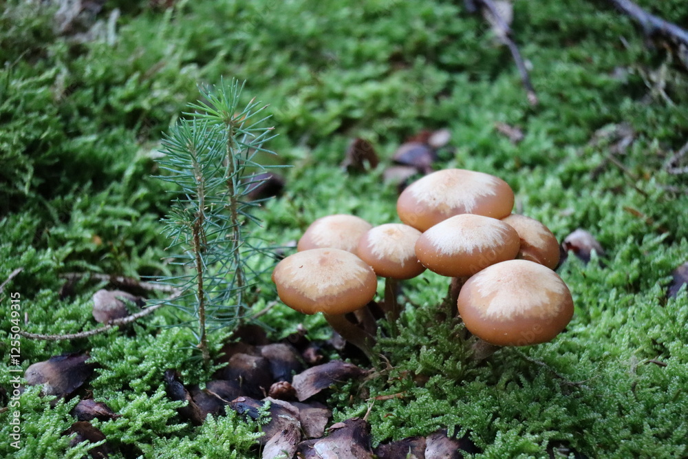 mushroom, wald, green, pflanze, natur mushroom, wald, green, pflanze, natur