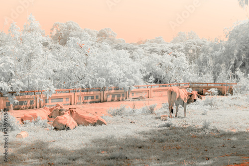 Infrared photography, a rural landscape with trees and a grazing cow photo