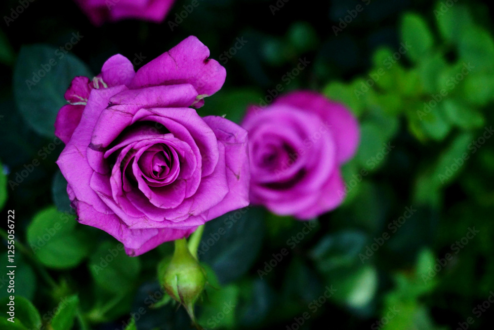 Purple rose flower blossom, Close up shot Purple rose flower blossom, Close up shot