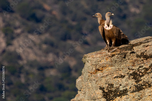 Buitre leonado