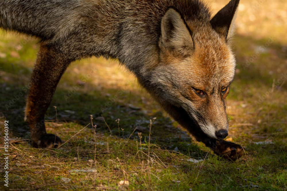 Fototapeta premium Zorro