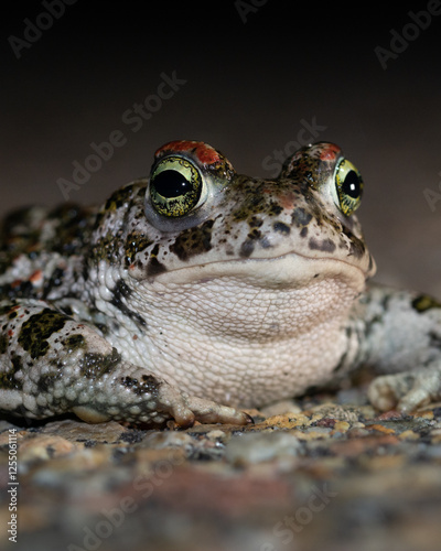 Sapo corredor (Epidalea calamita)