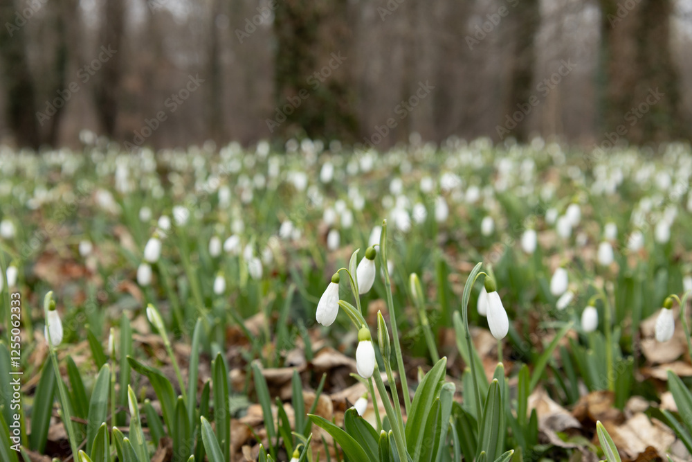Fototapeta premium Forest floor covered with snowdrops.