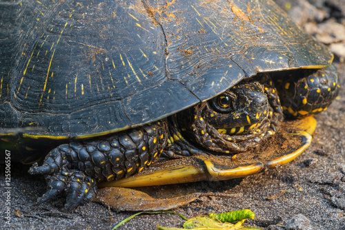 The European pond terrapin  ( Emys orbicularis).