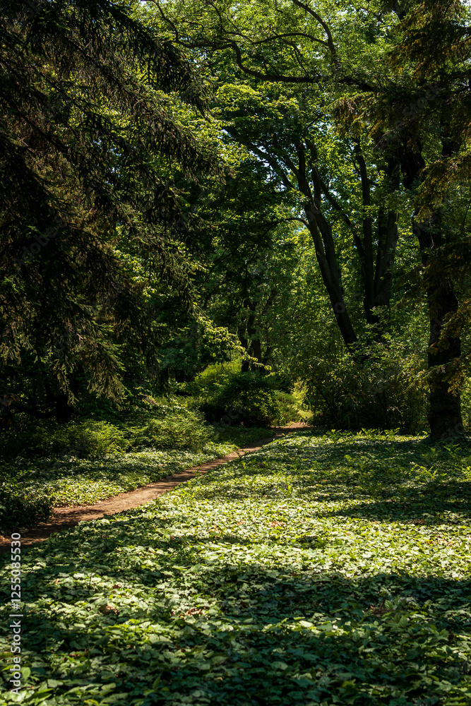 a clearing completely covered with evergreen ivy a clearing completely covered with evergreen ivy