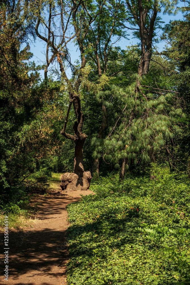 Fototapeta premium forest path in the park and a bench near the path