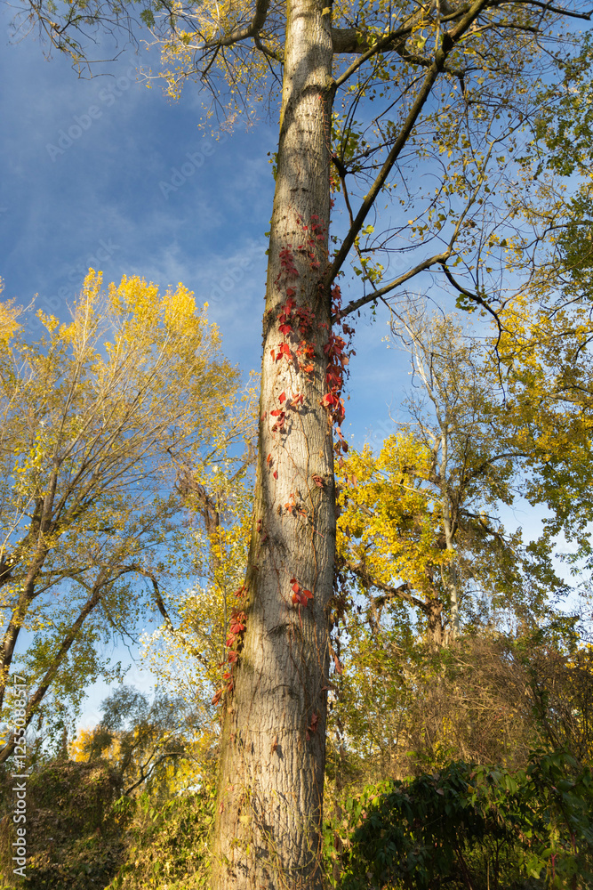 Fototapeta premium Autunno