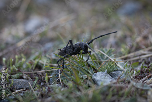 Cerambycidae alpino