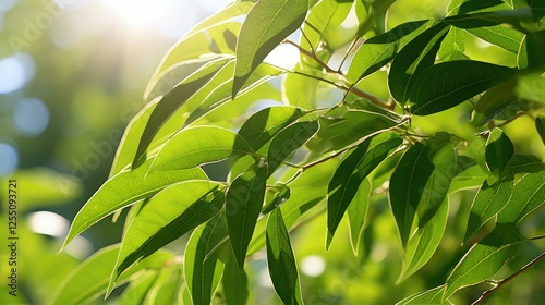 sunlight cinnamomum camphora leaves photo