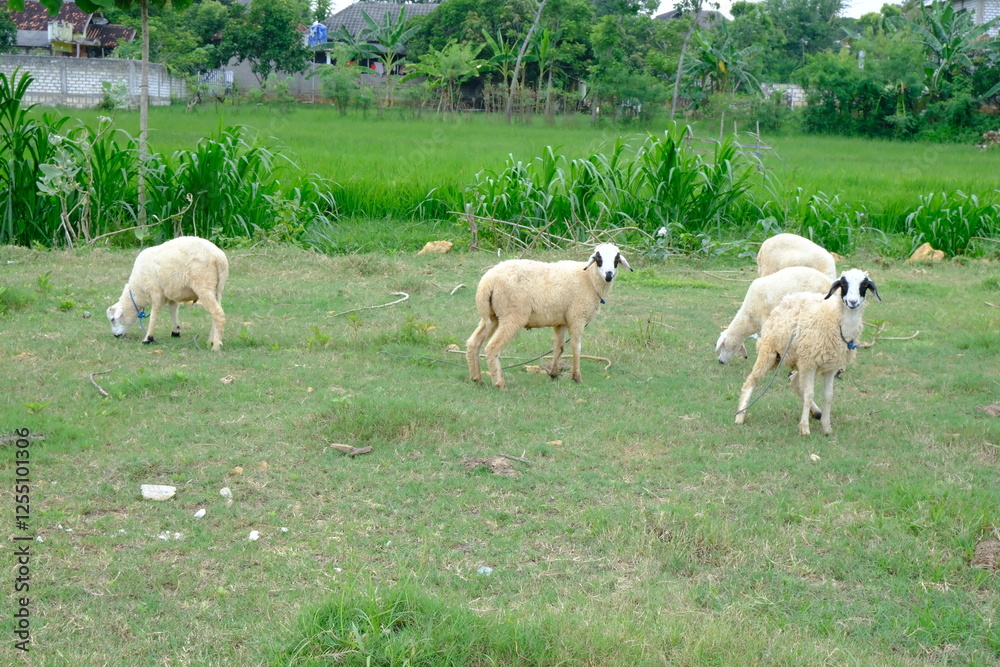 Obraz premium Sheep Grazing on Green Pasture with Lush Vegetation in the Background
