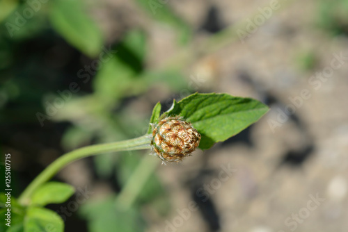 Pink Bachelors Button flower bud photo