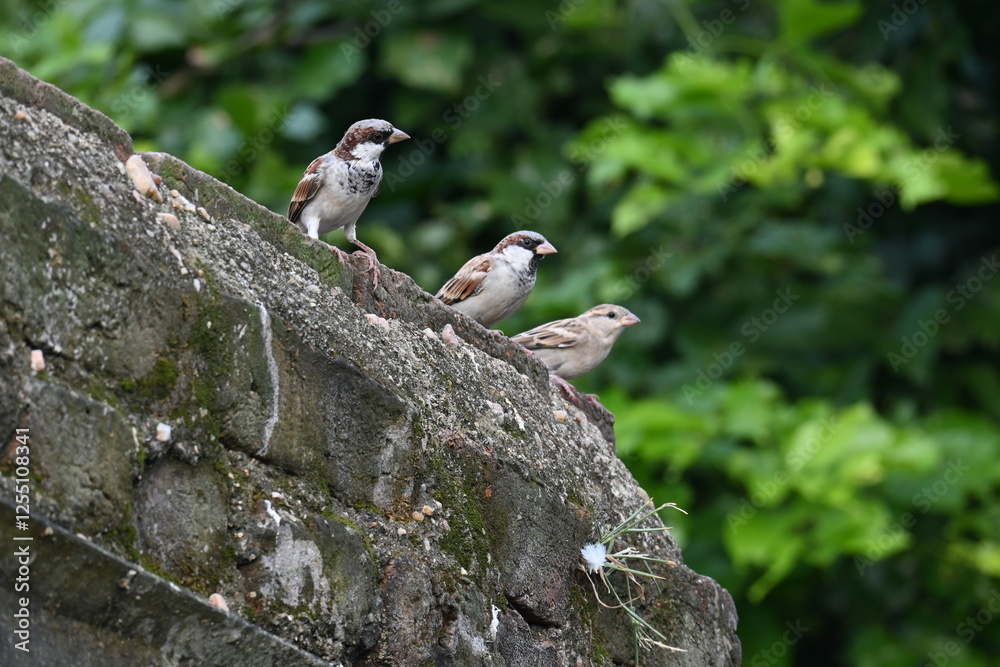 House sparrow. Its other name Passer domesticus and Indian House sparrow. This is a bird of the sparrow family Passeridae, found in most parts of the world. House sparrow. Its other name Passer domesticus and Indian House sparrow. This is a bird of the sparrow family Passeridae, found in most parts of the world.