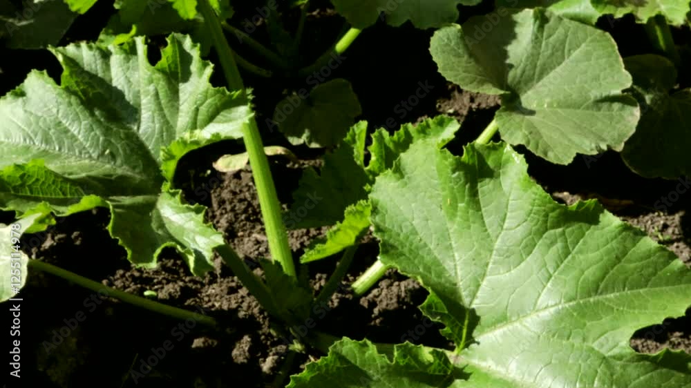 4k video, A bush of the vegetable plant zucchini or pumpkin with light green stems and leaves in a field on a sunny morning, close-up view while moving upward 4k video, A bush of the vegetable plant zucchini or pumpkin with light green stems and leaves in a field on a sunny morning, close-up view while moving upward