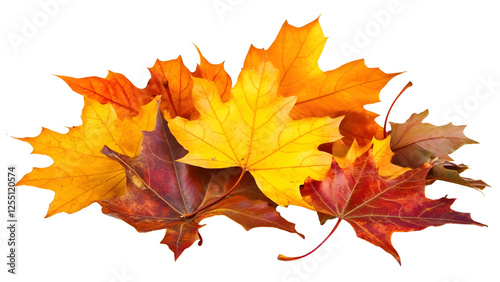 maple autumn leaves Isolated on a white background