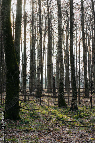 A serene forest with tall  leafless trees and a soft  diffused light filtering through the branches. The ground is covered with moss and fallen leaves