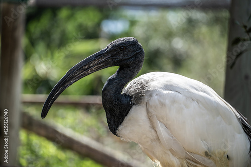 Black-Headed Ibis in a Natural Habitat. Close-up of a black-headed ibis with a long curved beak, standing in a lush green environment under natural light.
