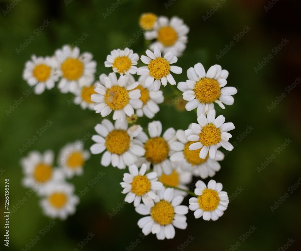 Fototapeta premium White and yellow wildflowers flourish in clusters against a lush green background, soaking up warm sunlight during a beautiful afternoon in nature