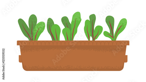Box with seedlings of microgreens. Radish shoots. Harvesting, vitamins in greens and vegetables. Home garden. Spring seedlings. Vector illustration isolated on transparent background.